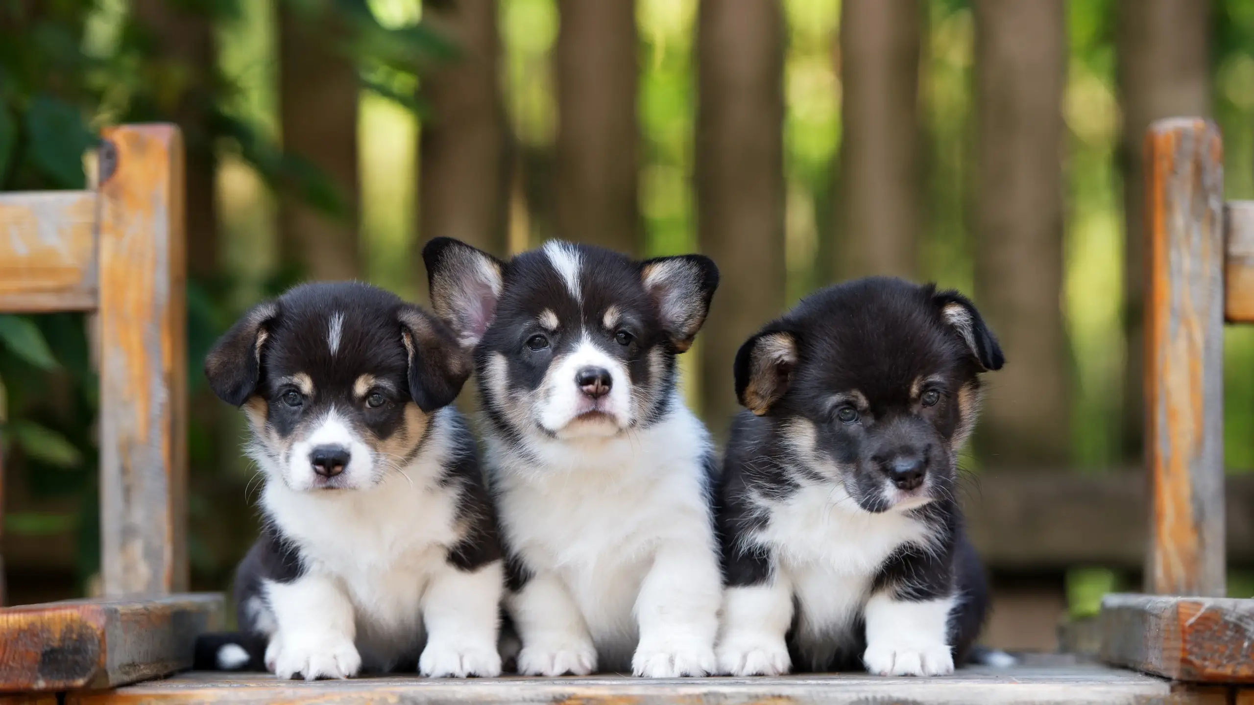 How to Choose the Right Dog Breed