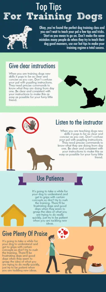 How To Care For Large Dogs