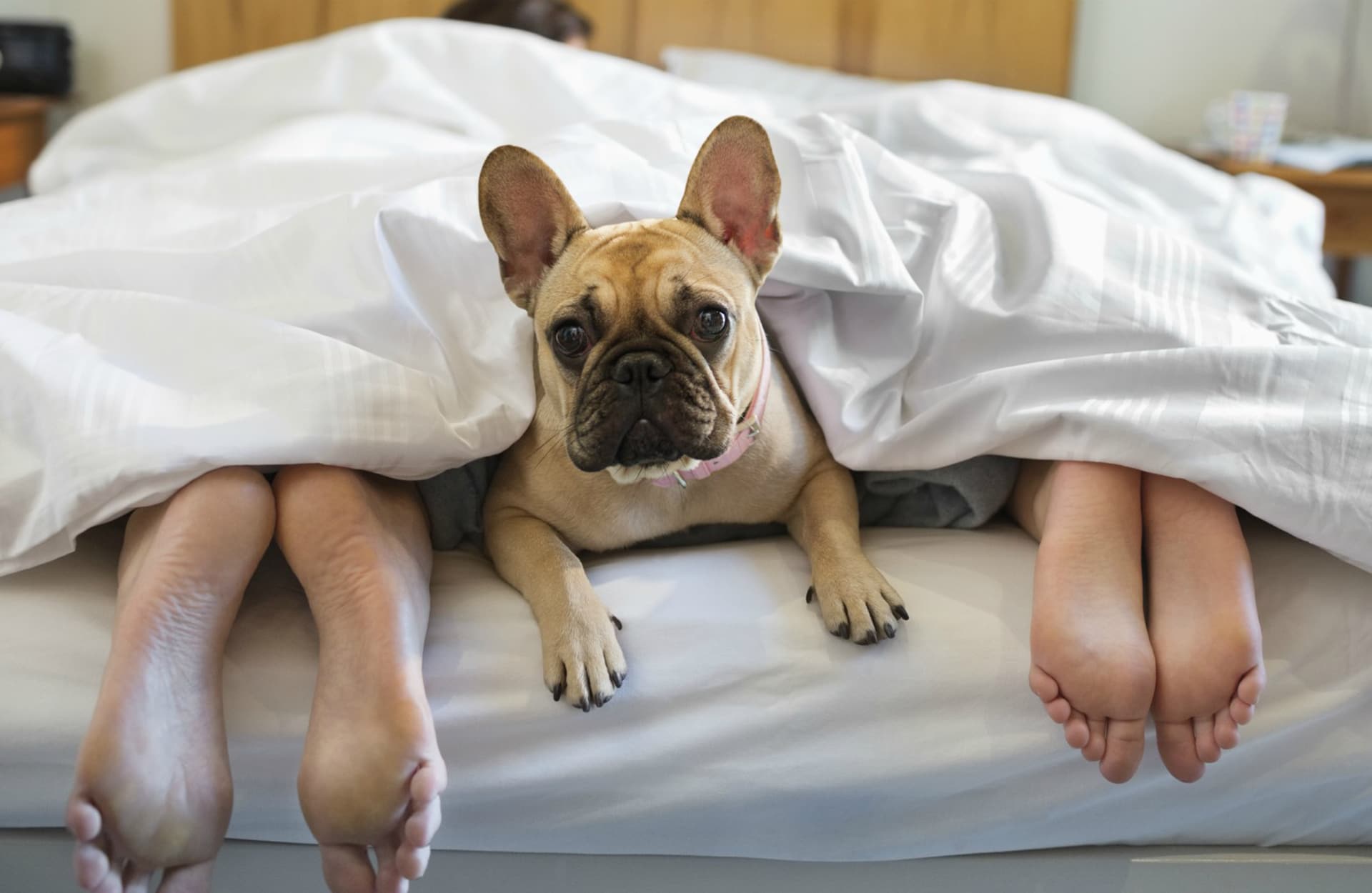 Should Dogs Sleep On Your Bed?