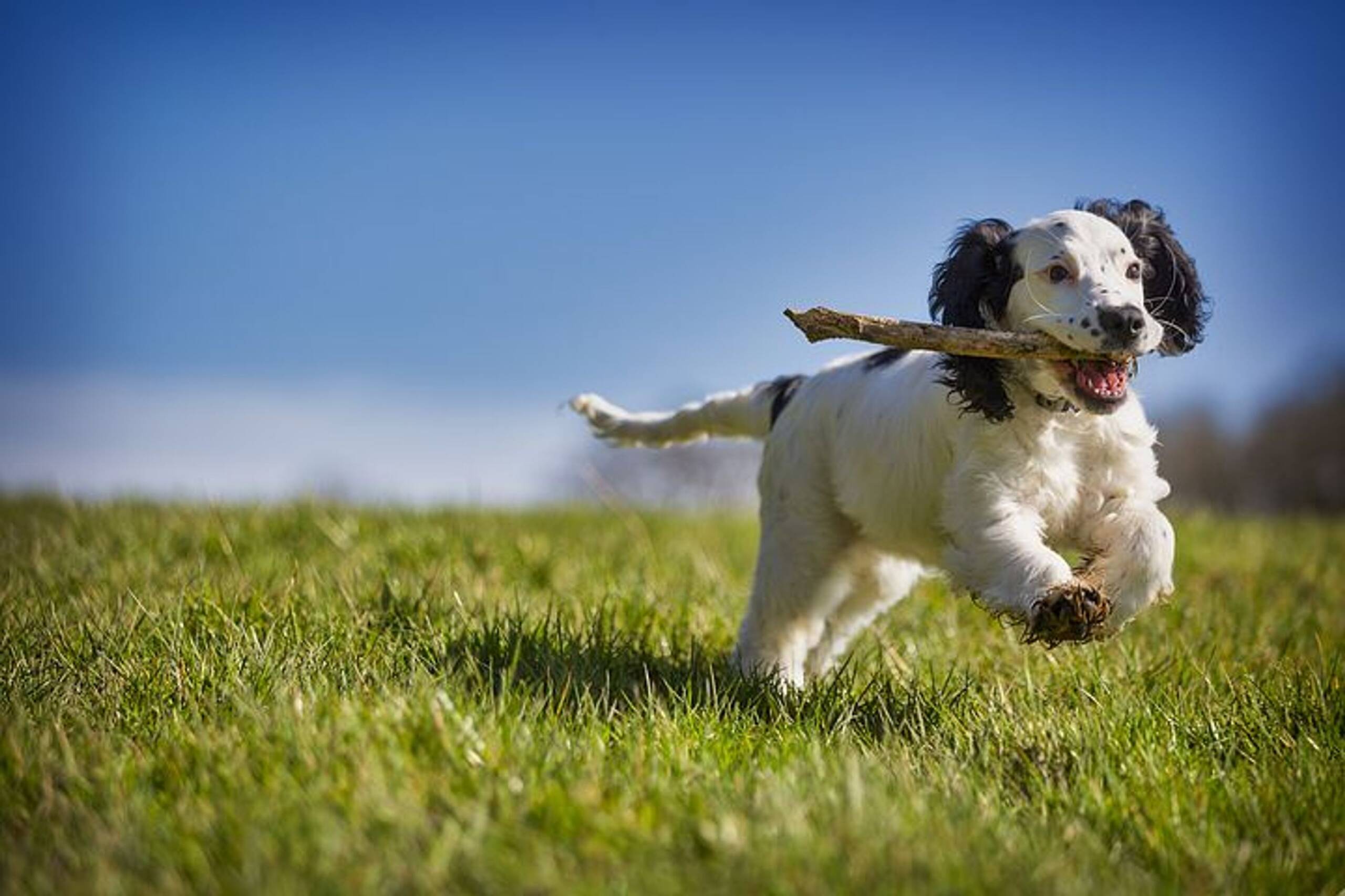 teething-in-new-puppies-just-loving-my-dogs