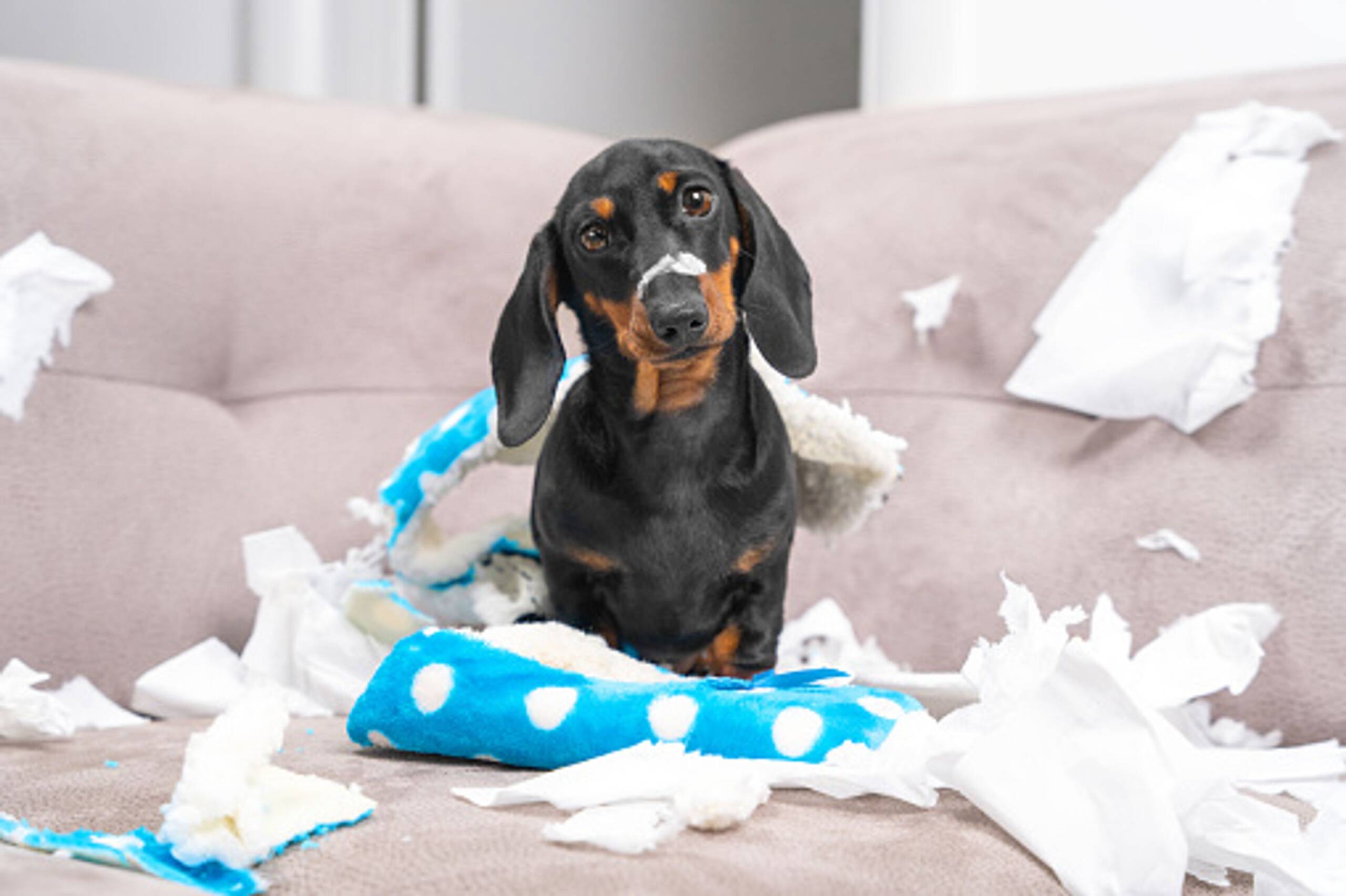 Ways To Prevent Destructive Chewing