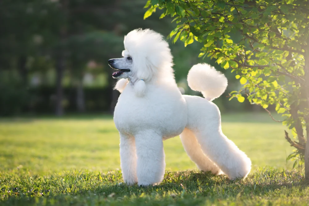 Toy Poodles – The World’s Cutest Puppy