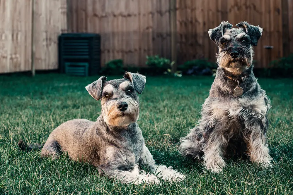 How To Stop Dog Digging Up Lawn