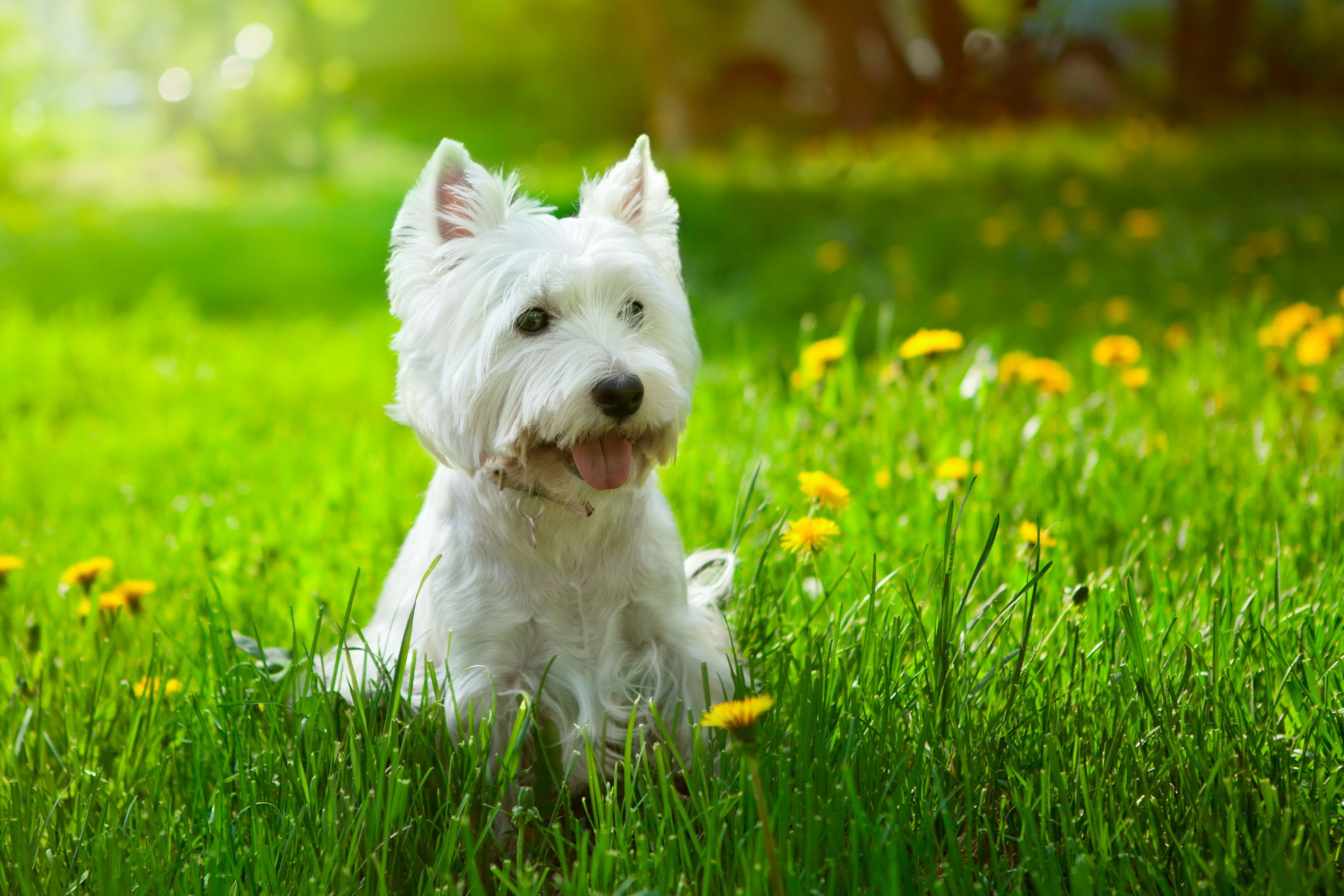 7 Best Non Shedding Hypoallergenic Dogs For Your Home