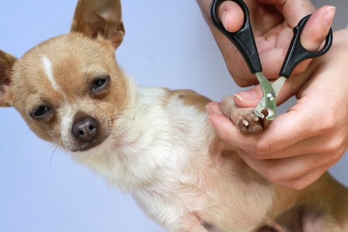 Cutting Uncooperative Dogs Nails