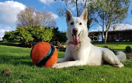 White German Shepherds