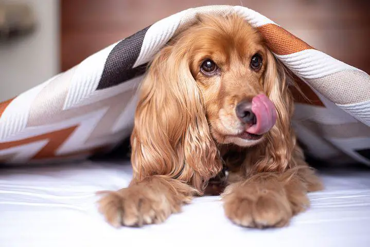 Dogs Licking: Affectionate, or just plain disgusting?