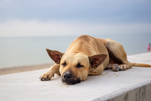 Recognizing Fatal Dog Diseases