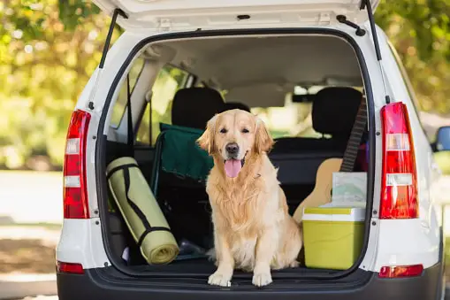 Traveling With Your Dog: Road Tripping