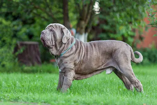 Neapolitan Mastiff Characteristics and Traits.￼￼