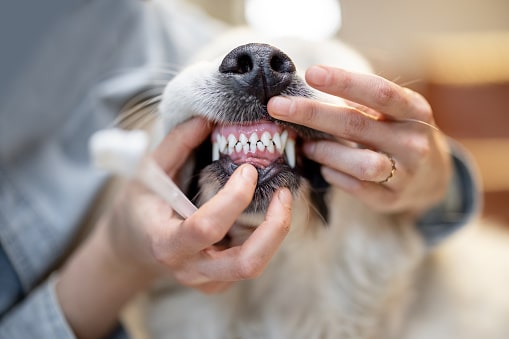 Maintaining Oral Hygiene in Dogs