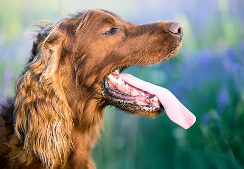 Preventing Heat Related Illness In Dogs