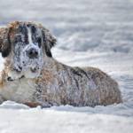 13 Best Cold Weather Dog Breeds