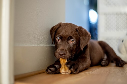 Pet Sitting Or Pet Boarding