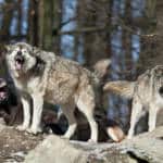 Wolf Dog Breeds