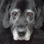 Senior Dogs Health Issues