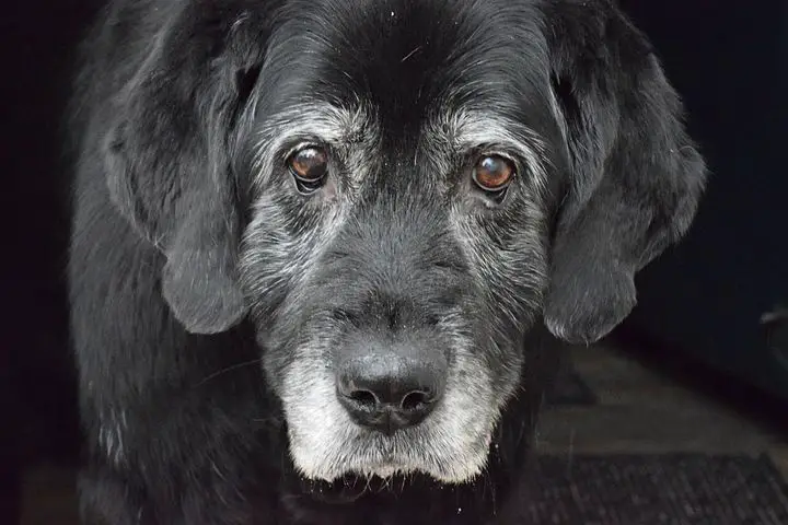 Senior Dogs Health Issues