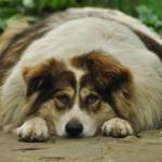 Seizures in Dogs and Puppies