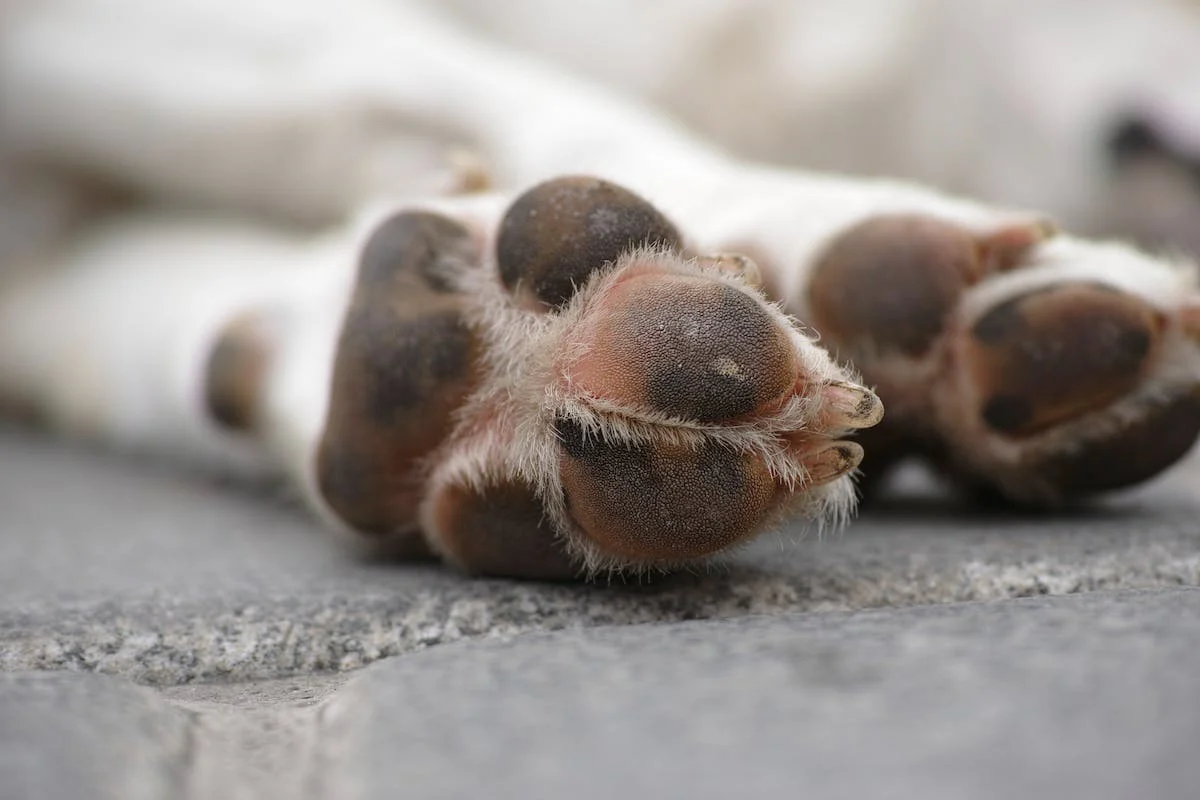 Managing Common dog paw Problems