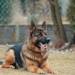 King Shepherd Hybrid Dog Breed ￼￼