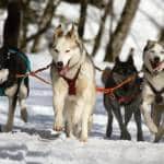 Keeping Dogs Active In Winter