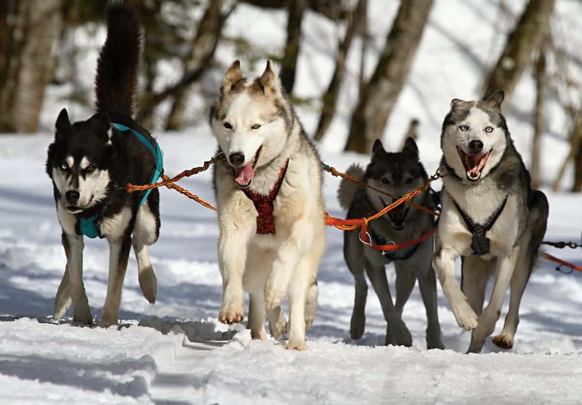 Keeping Dogs Active In Winter