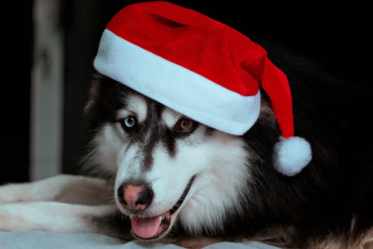 7 Scrumptious Holiday Treats for Dogs