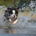 The  Border Collie Breed: A Complete Guide