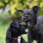 Dog Fighting: Practice and Consequences