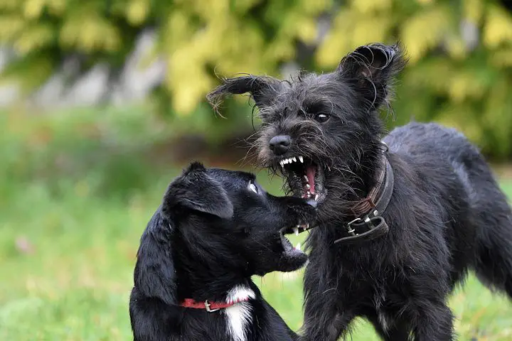 Dog Fighting: Practice and Consequences