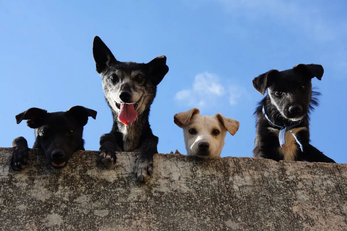 Feeding Dogs With Allergies