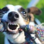 Dental Disease in Dogs: Signs and Symptoms