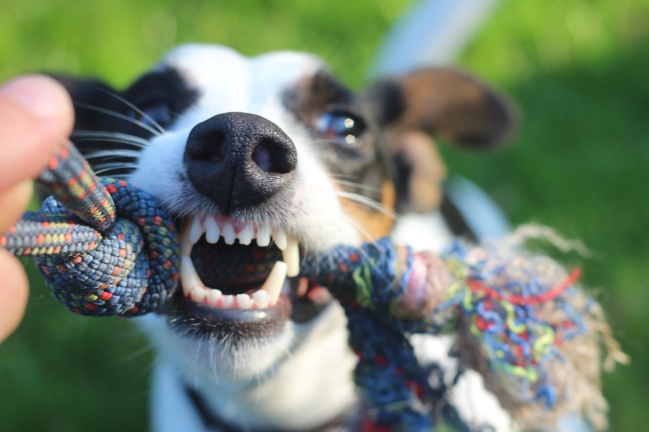 Dental Disease in Dogs: Signs and Symptoms