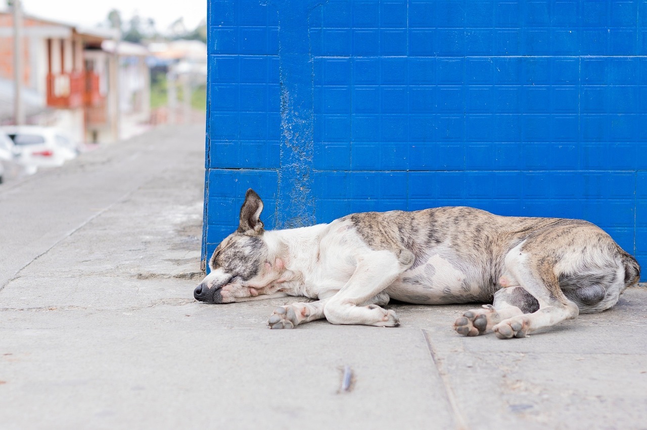 cushing-disease-in-dogs-just-loving-my-dogs