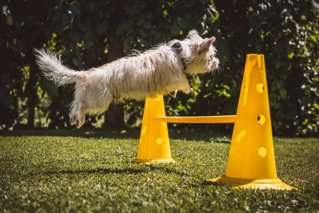 Fun Tricks To Teach Your Dog