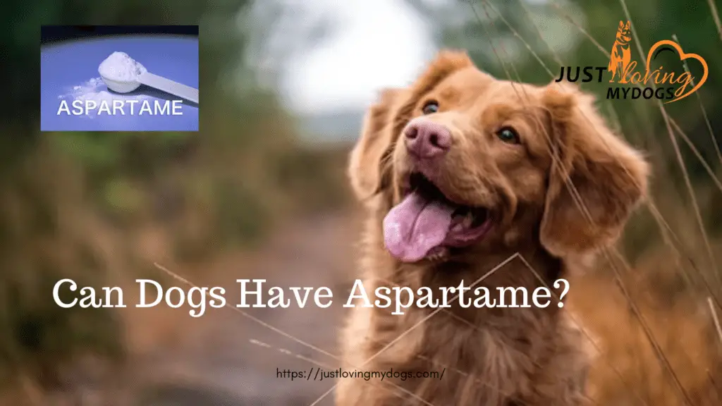 Can Dogs Have Aspartame?