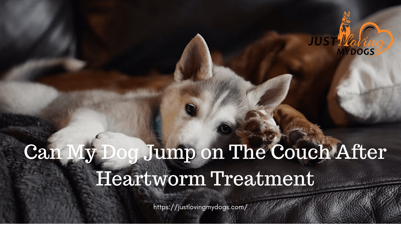 Can My Dog Jump on The Couch After Heartworm Treatment
