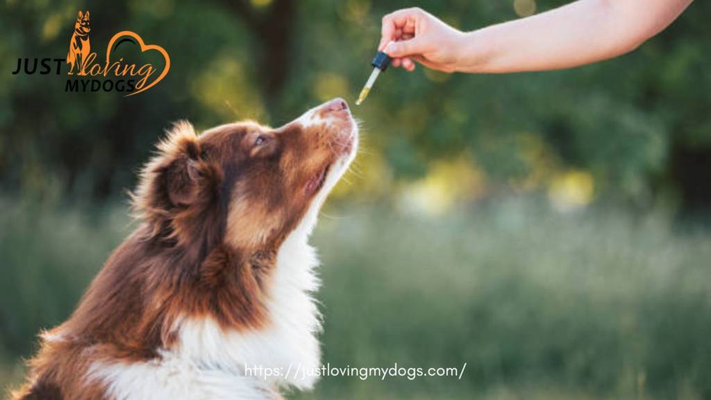 Dog having Avocado Oil 