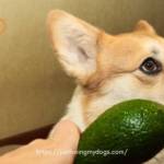 Is Avocado Oil Good for Dogs? A Comprehensive Guide