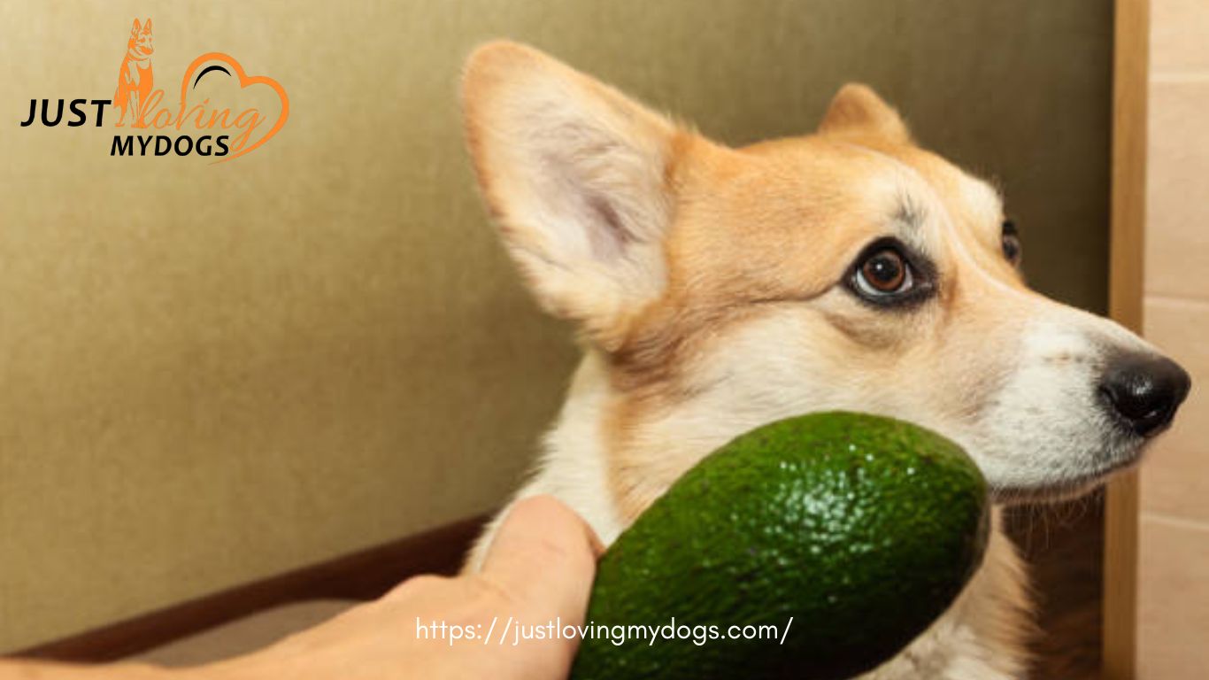 Is Avocado Oil Good for Dogs? A Comprehensive Guide