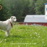 Is Roundup Bad for Dogs