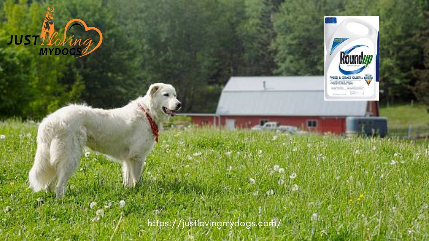 Is Roundup Bad for Dogs?