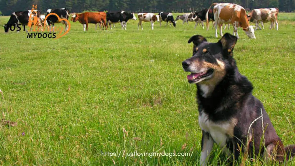 Is Roundup Bad for Dogs