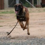 Dog Trackers 101: Everything You Need to Know