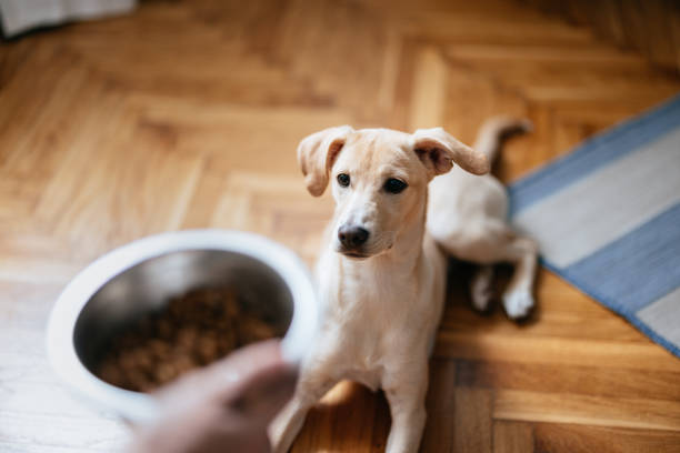 Are Prunes Safe For My Dog To Eat?