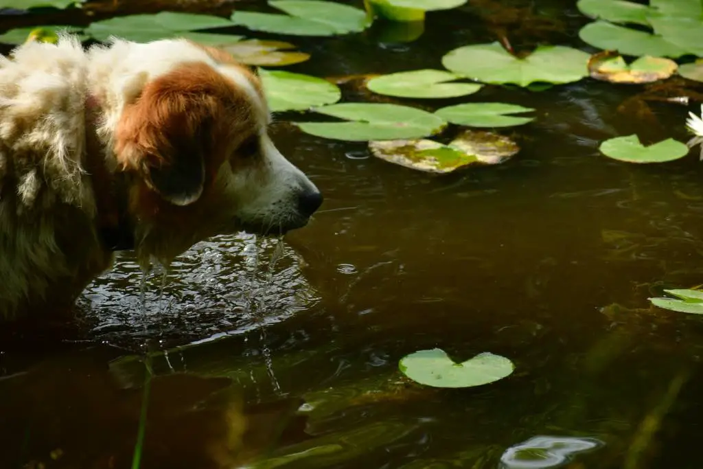 What To Do If Dog Eats Peace Lily