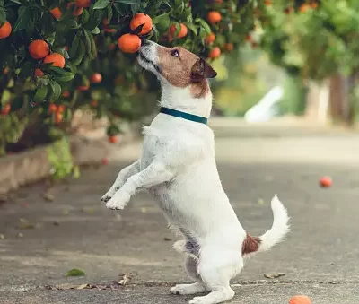 dogs can eat oranges in moderation