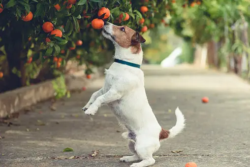 dogs can eat oranges in moderation