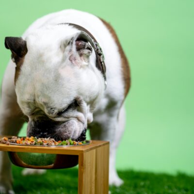 Can Dogs Eat Wild Rice?