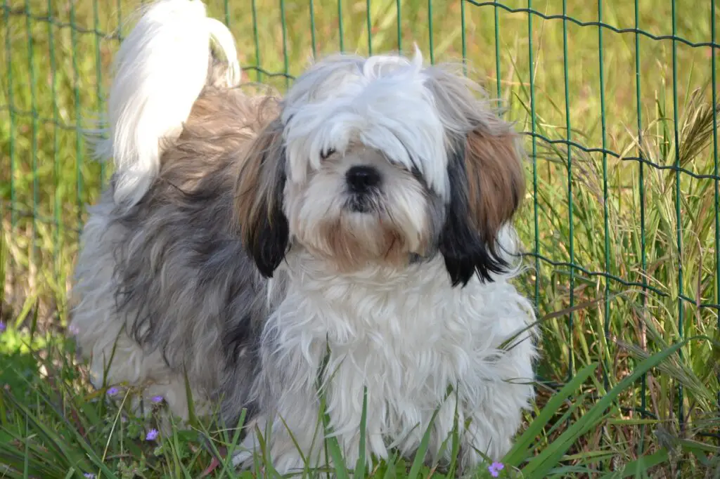 The Shih Tzu Breed – Everything You Need to Know 